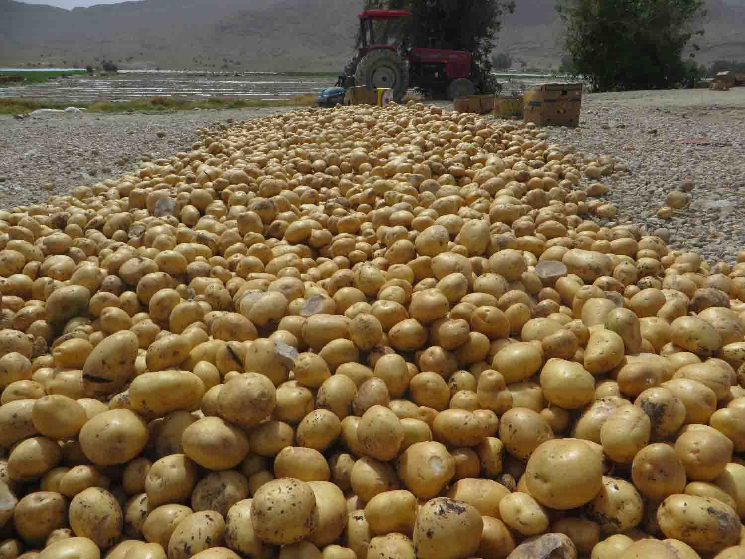 پایان برداشت محصول سیب زمینی طرح استمرار در لارستان