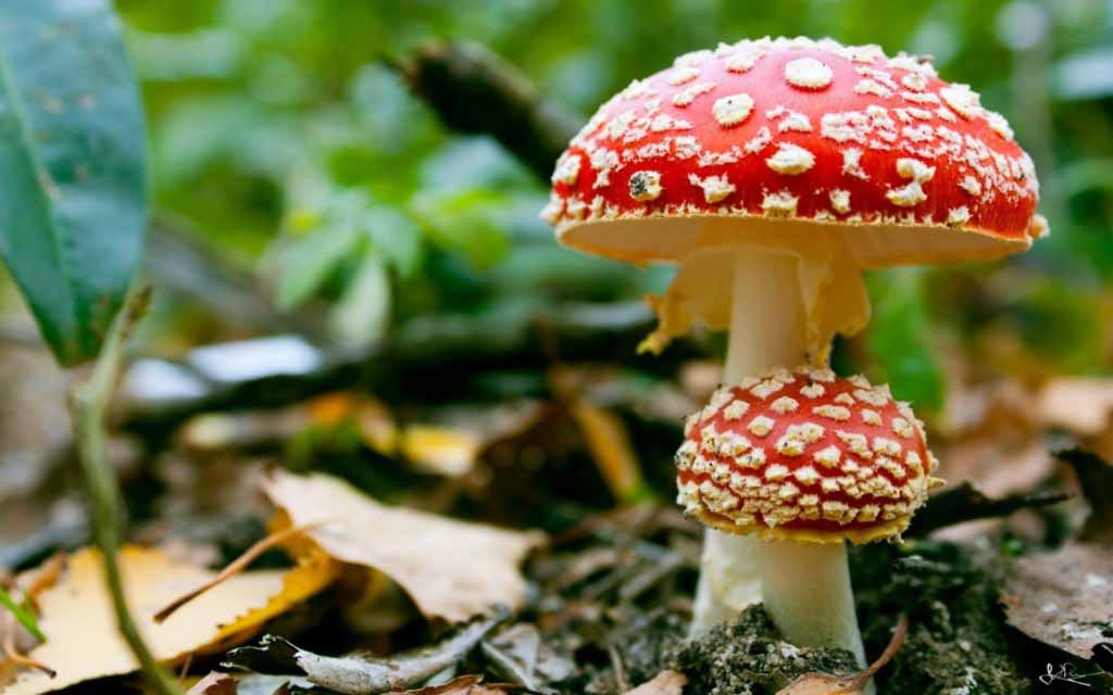 مطمئن ترین قارچهای خوراکی چه قارچهایی هستند؟