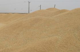 تعیین ۶ مرکز خرید گندم از کشاورزان در لارستان