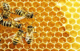 پیش بینی استقرار ۱۲۰ هزار کلونی زنبور عسل در خنج
